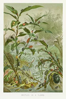 Images Dated 29th October 2018: Beetles in a flood chromolithograph 1896
