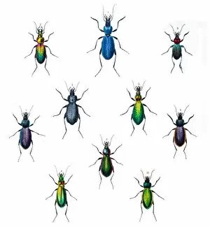 Images Dated 13th June 2015: Beetles illustration 1853