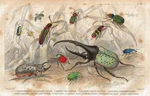 Images Dated 22nd April 2012: Beetles old litho print from 1852