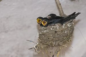 Images Dated 5th August 2012: Begging nestlings, Barn Swallows -Hirundo rustica-, Thuringia, Germany