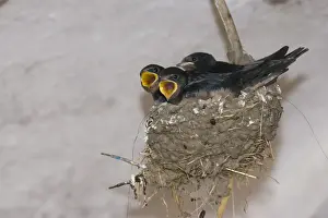 Hunger Prints: Begging nestlings, Barn Swallows -Hirundo rustica-, Thuringia, Germany