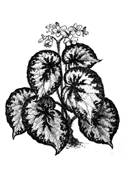 Begonia rex
