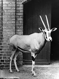 Beisa Antelope