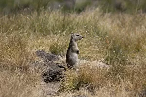 Images Dated 13th July 2013: Beldings Ground Squirrel -Spermophilus beldingi-, Yosemite National Park, California, United States