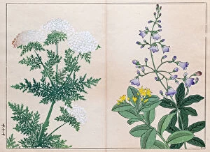 Traditional Japanese Woodblocks Gallery: Bell flower and Carrot flower japanese woodblock print