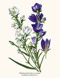 Canterbury Bell Prints: Bell flowers
