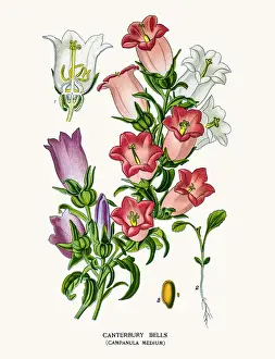 Canterbury Bell Prints: Bell flowers