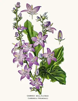 Canterbury Bell Prints: Bell flowers