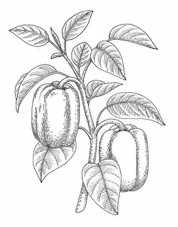 Prints of Dorling Kindersley Prints Unlock the world's wonders with Dorling Kindersley's captivating illustrations – where knowledge meets artistry in every stroke: Bell Pepper