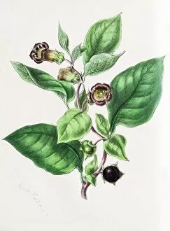 Images Dated 22nd March 2018: Belladonna (Atropa belladonna), from Plantae Utiliores or Illustrations of useful plants