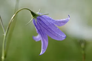 Images Dated 21st May 2011: Bellflower -Campanula-