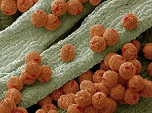 Images Dated 29th May 2009: Bellflower pollen, SEM