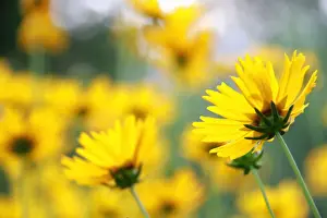 Gallo Landscape Prints: bellis perennis, botany, bright, carefree, close-up, color image, colour image, daisy