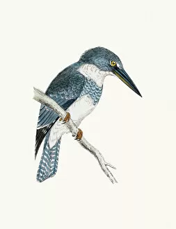 The History of British Birds by Morris Collection: Belted kingfisher bird