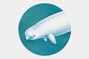 Looking Down Gallery: Beluga (Delphinapterus leucas), or white whale, head