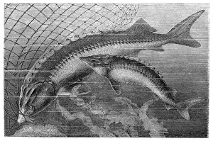 Fishing Prints: Beluga sturgeon (left) and European sturgeon