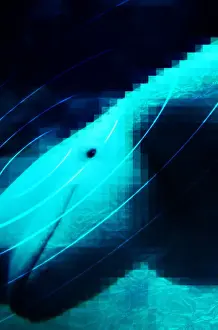 Beluga Whale