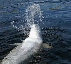 Images Dated 12th September 2008: Beluga whale -Delphinapterus leucas-, Kareliya, Russia, White Sea, Arctic