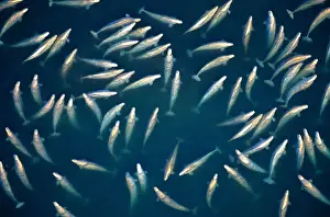 Beluga whales (Delphinapterus leucasat), Canada