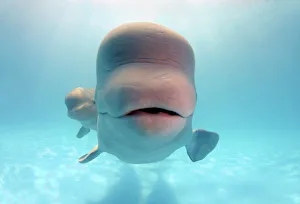 Two Animals Gallery: Beluga, White whale -Delphinapterus leucas-, Odessa, Ukraine, Eastern Europe