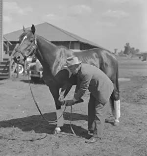 Ben Jones Checking Whirlaway's Hoof