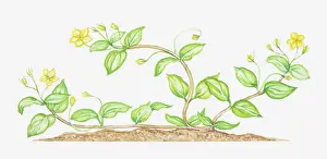 Bent Prints: bending, bent, botany, creeping plant, cut out, flower, foliage, growth, leaf, lysimachia