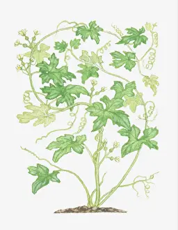 Bending Prints: bending, botany, bryonia dioica, bryony, climber, climbing plant, cucurbitaceae, cut out