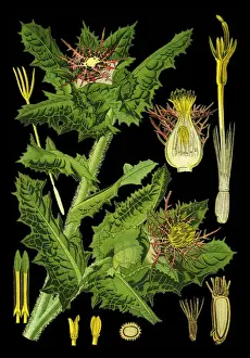 Botan Prints: Benedicts thistle, blessed thistle, holy thistle, spotted thistle