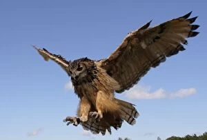 Images Dated 15th May 2007: Bengal Eagle Owl