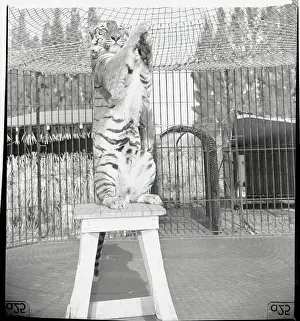 Bengal Tiger Clapping His Hands