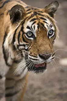 Images Dated 5th June 2014: Bengal Tiger -Panthera tigris tigris-, Ranthambore Tiger Reserve, India