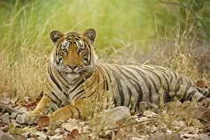 Images Dated 12th May 2013: Bengal Tiger -Panthera tigris tigris-, Ranthambhore National Park, Sawai Madhopur, India