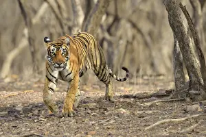Panthera Tigris Prints: Bengal Tiger -Panthera tigris tigris- in the dry forest of Ranthambore Tiger Reserve