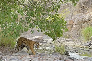 Images Dated 17th April 2013: Bengal Tiger -Panthera tigris tigris- in a dry valley, Ranthambhore National Park, Sawai Madhopur