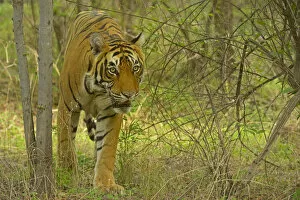 Bengal Tiger -Panthera tigris tigris- in the forest, Ranthambhore National Park, Sawai Madhopur, India