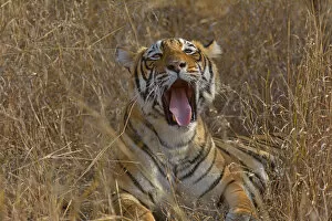 Opened Gallery: Bengal Tiger -Panthera tigris tigris- lying down and yawning in the dry forests of Ranthambore Tiger Reserve