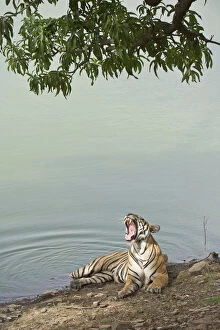 Opened Gallery: Bengal Tiger -Panthera tigris tigris- resting at a water hole, Ranthambore Tiger Reserve, India