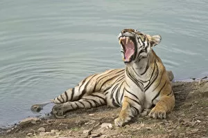 Images Dated 2nd January 2014: Bengal Tiger -Panthera tigris tigris- resting at a water hole, Ranthambore Tiger Reserve, India