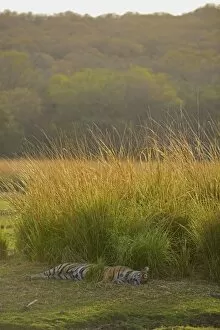 Images Dated 6th May 2013: Bengal Tiger -Panthera tigris tigris-, sleeping, Ranthambhore National Park, Sawai Madhopur, India