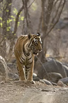 Images Dated 3rd January 2014: Bengal Tiger -Panthera tigris tigris- walking in the dry forest of Ranthambore Tiger Reserve, India