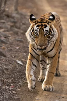 Images Dated 3rd January 2014: Bengal Tiger -Panthera tigris tigris- walking in the dry forest of Ranthambore Tiger Reserve, India