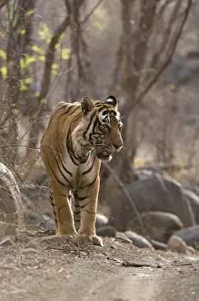 Bengal Tiger -Panthera tigris tigris- walking in the dry forest of Ranthambore Tiger Reserve, India