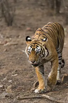 Panthera Tigris Prints: Bengal Tiger -Panthera tigris tigris- walking in the dry forest of Ranthambore Tiger Reserve