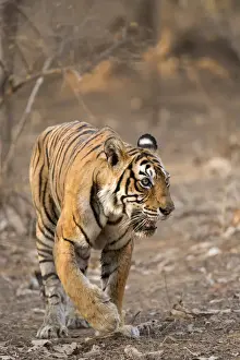 Panthera Tigris Prints: Bengal Tiger -Panthera tigris tigris- walking in the dry forest of Ranthambore Tiger Reserve