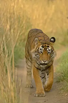 Bengal Tiger -Panthera tigris tigris- walking along path, Ranthambhore National Park, Sawai Madhopur, India