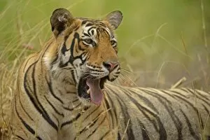 Images Dated 12th May 2013: Bengal Tiger -Panthera tigris tigris-, yawning, Ranthambhore National Park, Sawai Madhopur, India