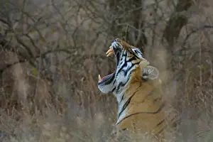 Tooth Prints: Bengal Tiger -Panthera tigris tigris- yawning in the dry forests of Ranthambore Tiger Reserve