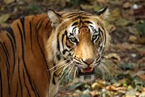 Kerala Collection: Bengal tiger, or Royal Bengal tiger (Panthera tigris tigris, previously Panthera tigris)