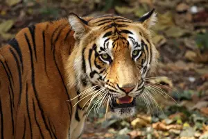 Bengal tiger, or Royal Bengal tiger (Panthera tigris tigris, previously Panthera tigris bengalensis), Kerala, India, Asia