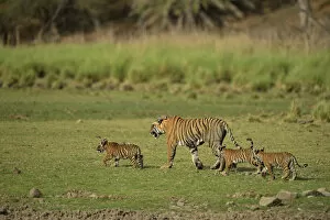 Images Dated 3rd January 2014: Bengal Tigers -Panthera tigris tigris-, female with three cubs in a dry lake bed
